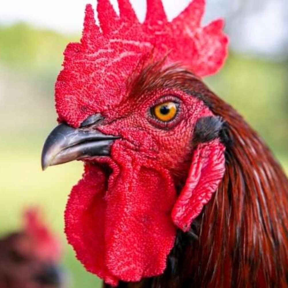 Rooster shopping pals